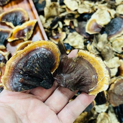 金边小灵芝批发散装 白底小金边灵芝灵芝片味不苦可煲汤一件代发图2