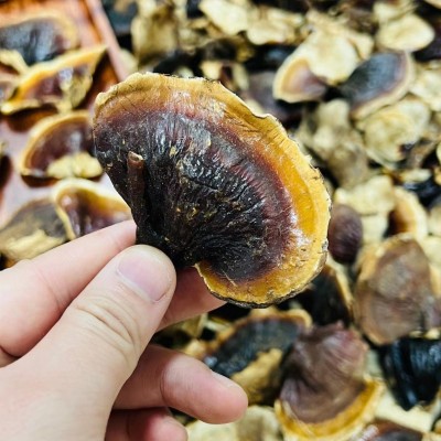 金边小灵芝批发散装 白底小金边灵芝灵芝片味不苦可煲汤一件代发