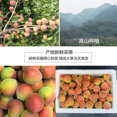 胭脂梅红梅新鲜现摘青梅鲜果泡酒专用鲜梅子酸水果工厂代发图3