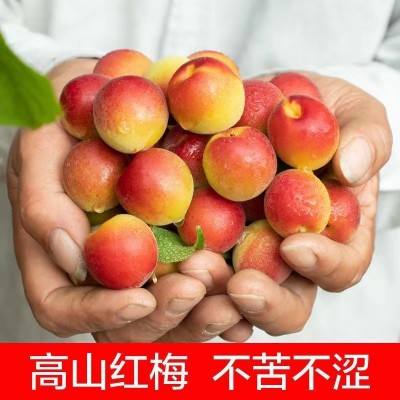 胭脂梅红梅新鲜现摘青梅鲜果泡酒专用鲜梅子酸水果工厂代发