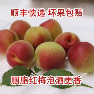 胭脂梅红梅新鲜现摘青梅鲜果泡酒专用鲜梅子酸水果工厂代发图2