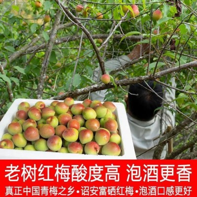 胭脂梅红梅新鲜现摘青梅鲜果泡酒专用鲜梅子酸水果工厂代发图4