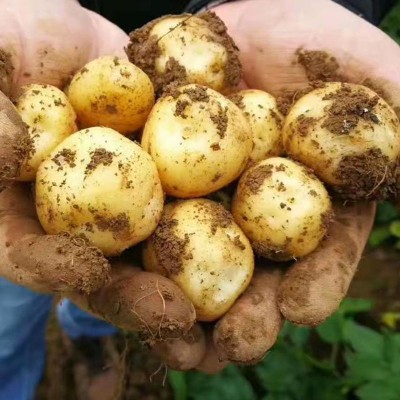恩施富硒小土豆黄皮黄心土豆批发新鲜蔬菜洋芋现挖马铃薯整箱图4