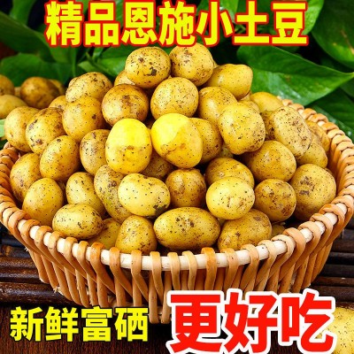 恩施富硒小土豆黄皮黄心土豆批发新鲜蔬菜洋芋现挖马铃薯整箱图3