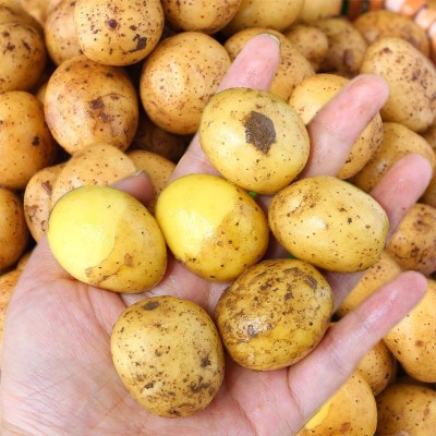 恩施富硒小土豆黄皮黄心土豆批发新鲜蔬菜洋芋现挖马铃薯整箱图2