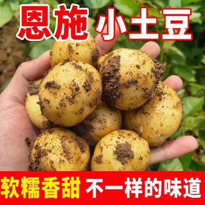恩施富硒小土豆黄皮黄心土豆批发新鲜蔬菜洋芋现挖马铃薯整箱