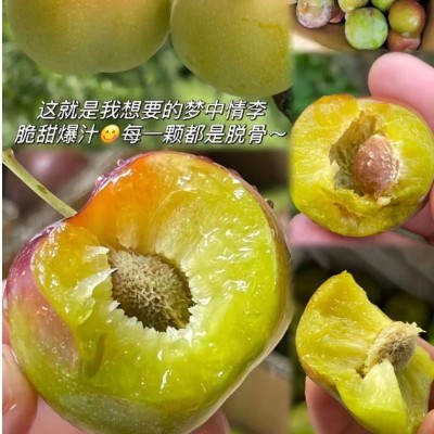 脱骨李四川李子5斤大果乐山新鲜水果应季青脆大果孕妇水果脆甜