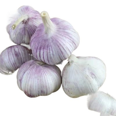 大蒜头干蒜山东批发价5斤蒜头新蒜白紫皮蔬菜工厂代发跨境独立站图5