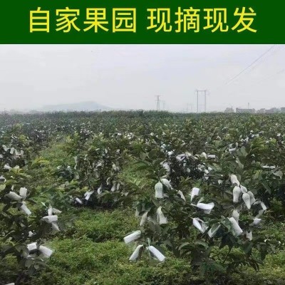 红心芭乐番石榴新鲜应季水果产地直发一件也包邮还送酸梅粉图2