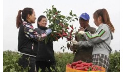 高台县宣化镇：政协协商开花结果 众事众议厚积薄发