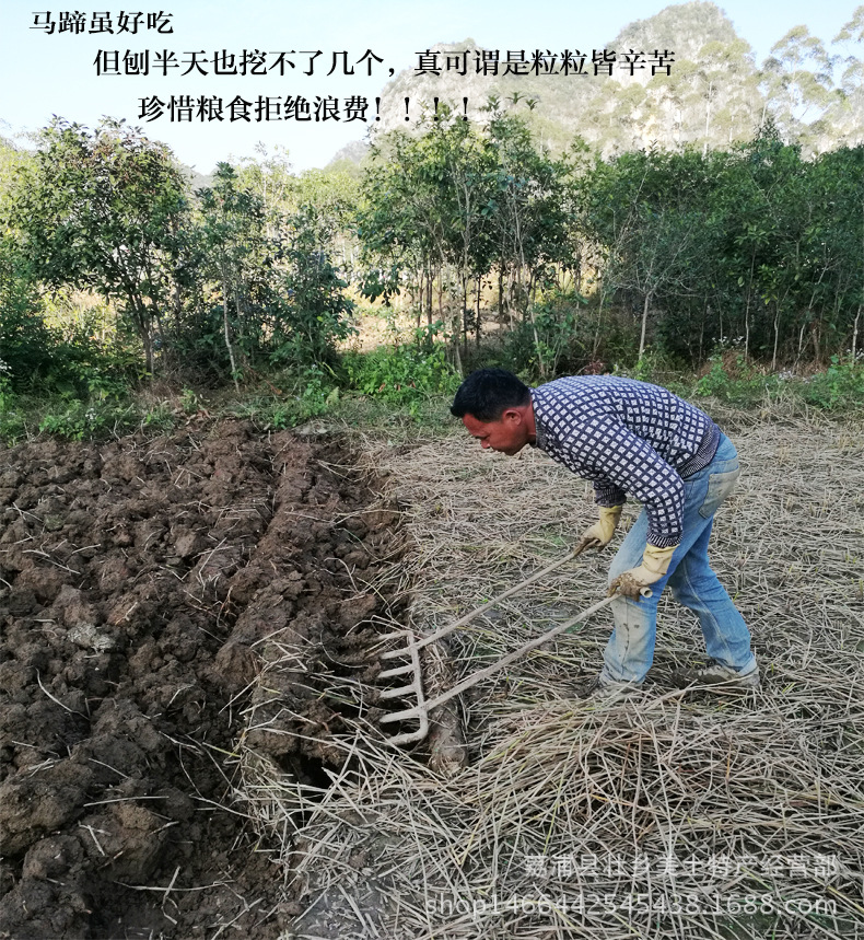 马蹄详情_02