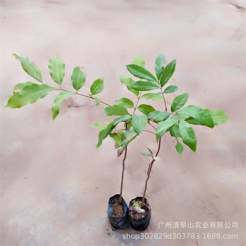 龙眼2.jpg