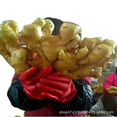 山东生姜基地常年供应 大黄姜，小黄姜