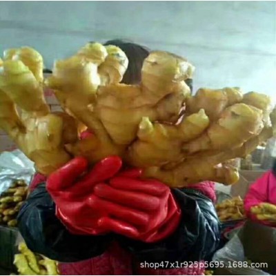 山东生姜基地常年供应 大黄姜，小黄姜图5