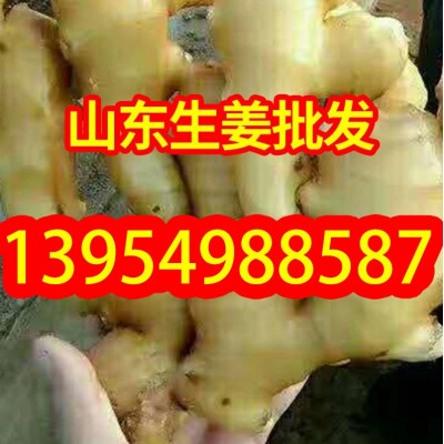 山东生姜基地常年供应 大黄姜，小黄姜图2