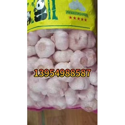 鲜干大蒜紫皮蒜批发全国各大市场 出口加工产货源充足