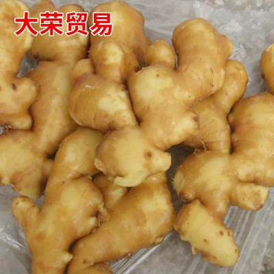 绿色生姜姜窖藏大姜 出口新鲜生姜 山东特产鲜黄生姜老姜批发