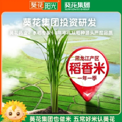 五常稻花香米 葵花阳光甄选一级稻种 正宗东北大米 口感劲道图3