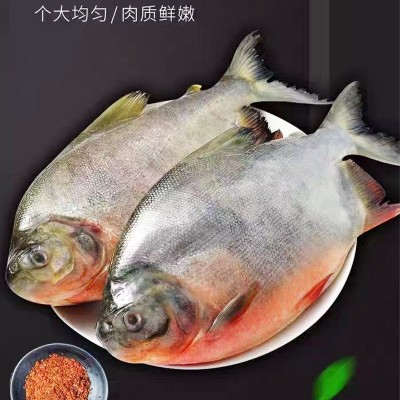 海产新鲜冷冻冰鲜整条红鲳鱼水产海鲜镜鱼平鱼速冻海鲜海鱼批发图2