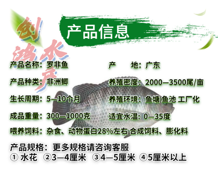 新作详情页2罗非鱼苗-5