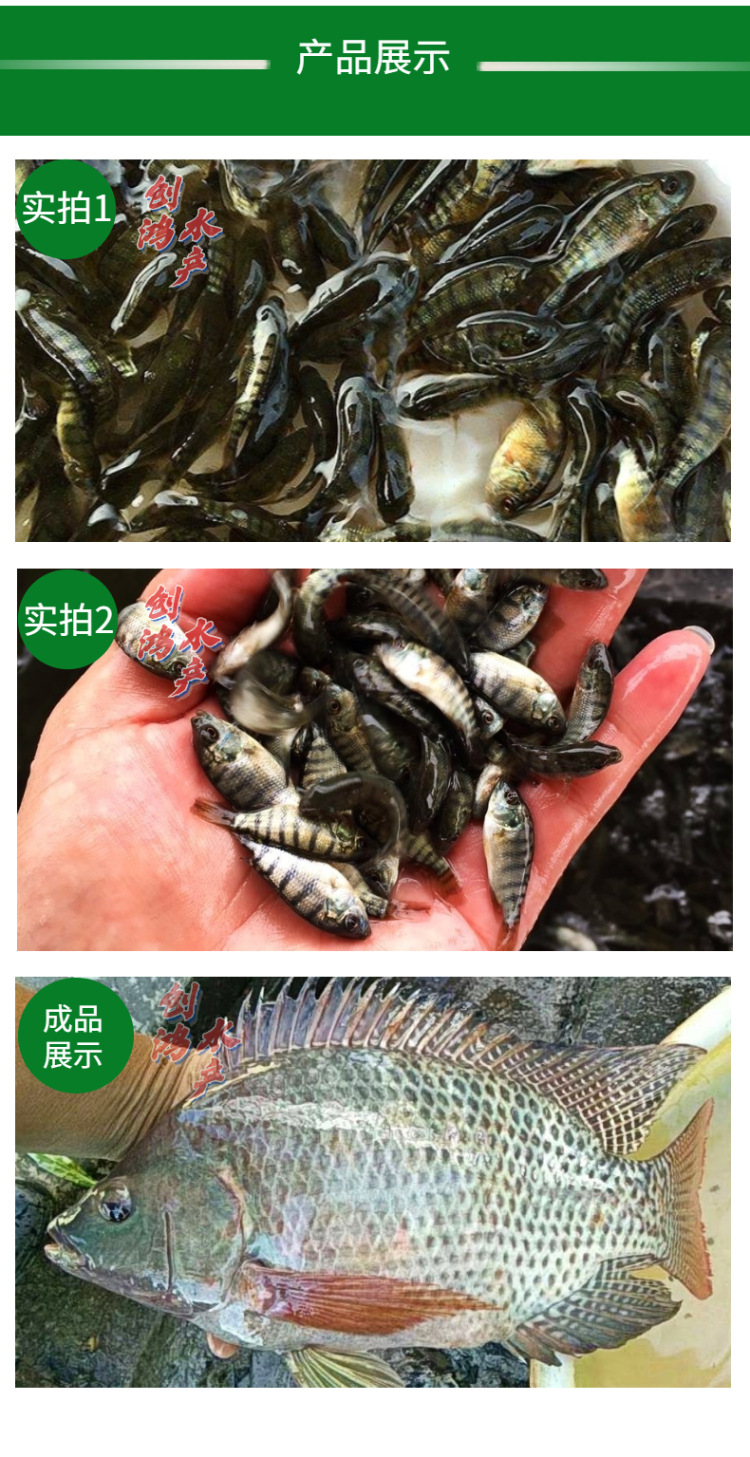 新作详情页2罗非鱼苗-6