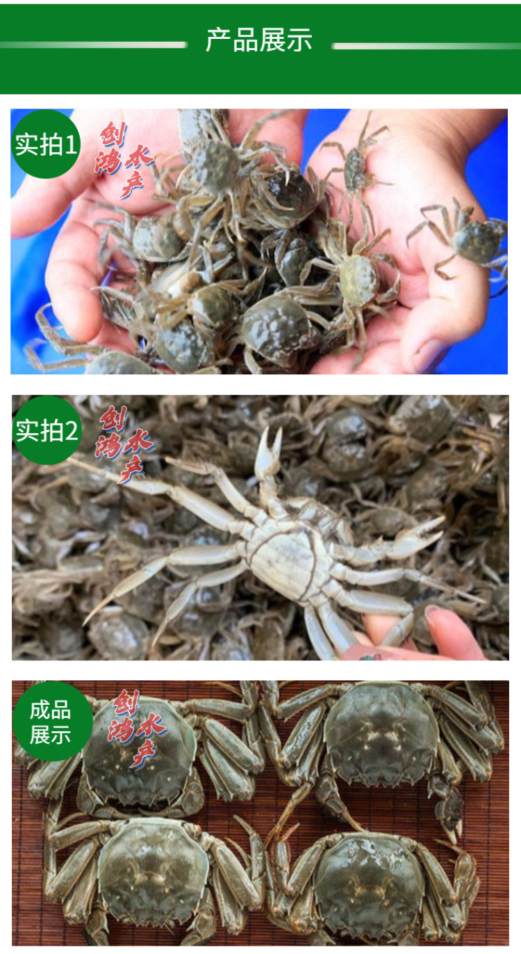 _新作详情页2 大闸蟹苗-5