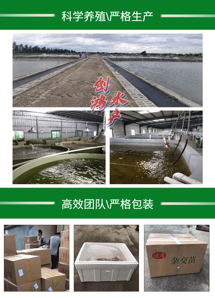 _新作详情页2 大闸蟹苗-7