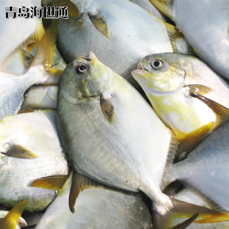 金鲳鱼5.jpg