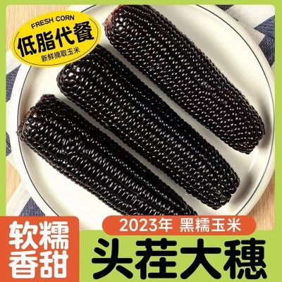批发代发粘玉米真空包装黑糯玉米东北新鲜香糯玉米软糯香甜玉米棒