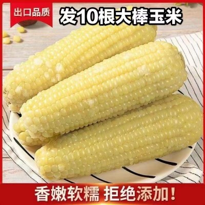 承接代加工白糯玉米东北新鲜糯玉米软糯图3