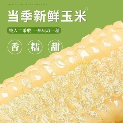 承接代加工白糯玉米东北新鲜糯玉米软糯图2