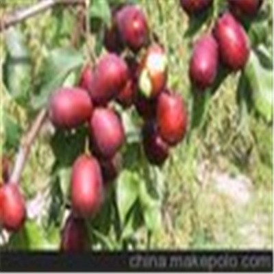 初级农产品 枣品种 蜜枣 醉枣1