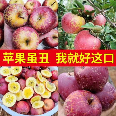 正宗云南昭通丑苹果水果新鲜10斤包邮当季整箱现摘冰糖心苹果甜脆图2
