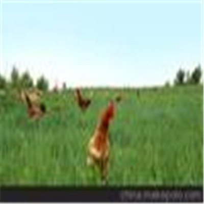 草原神农谷丛林草地鸡/鸡蛋chicken 合作养殖/订单养殖图3