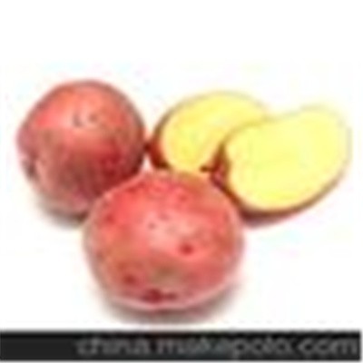 乌兰察布马铃薯potato红皮土豆（后期红） 合作种植/订单种植图5