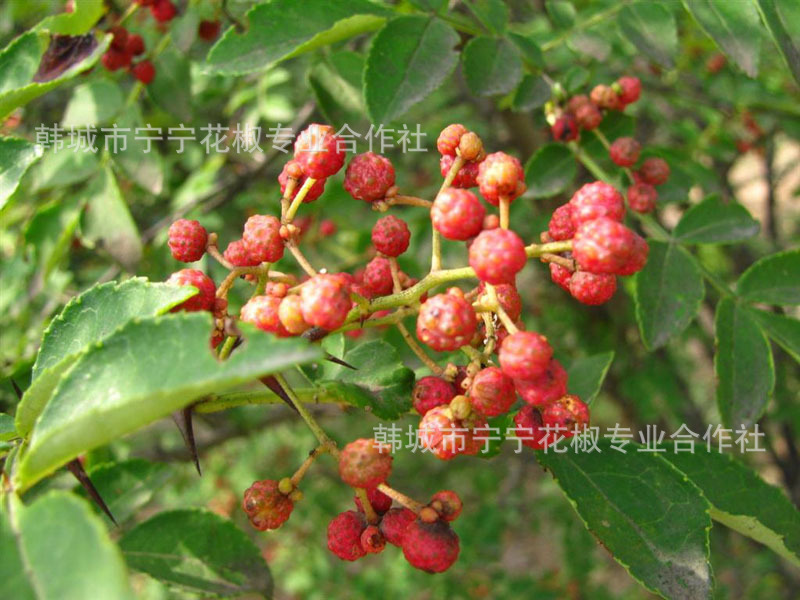 花椒