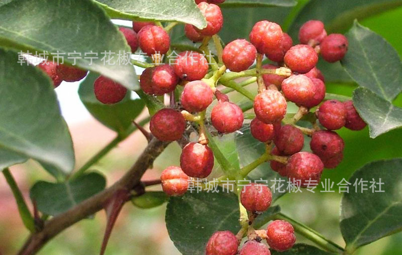花椒