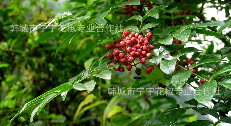 花椒