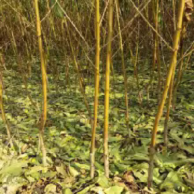 毛桃树苗 黄桃苗 梨树苗