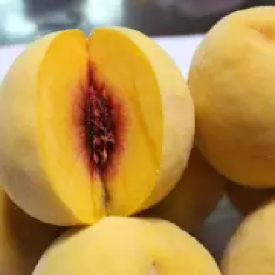 毛桃树苗 黄桃苗 梨树苗图4