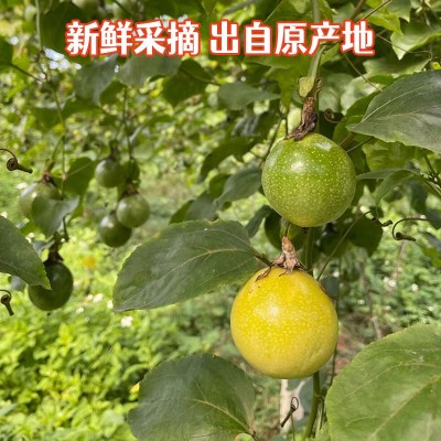 海南黄金百香果钦蜜9号新鲜多汁热带水果1/5/9斤一件代整箱批发图5