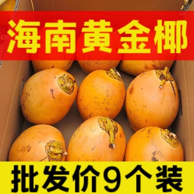海南万宁黄金椰子现摘现发新鲜水果4/6/9个装整箱一件代发批发图2