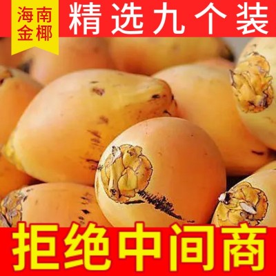 海南万宁黄金椰子现摘现发新鲜水果4/6/9个装整箱一件代发批发图4