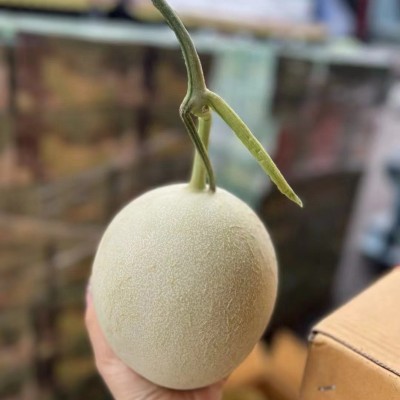 玉茹甜瓜哈密瓜整件2枚5斤礼盒现货整箱批发图3