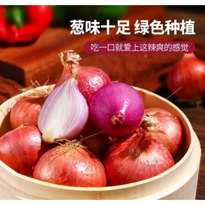 农家自种洋葱新鲜现发紫皮小圆葱头10斤生吃水果蔬菜紫红皮洋葱油图4