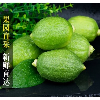 广东香水柠檬5斤正宗一级果奶茶店专用饮品柠檬茶新鲜香水柠檬3斤图2