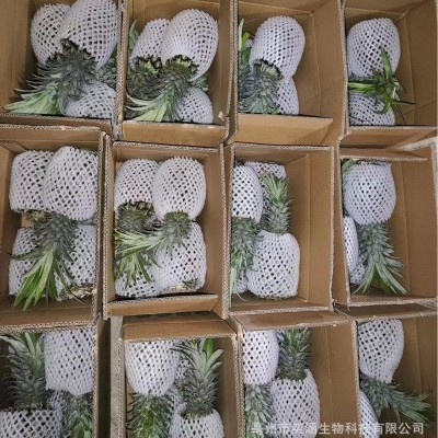 云南香水菠萝现摘现发新鲜应季水果酸甜软糯多汁非凤梨 水果批发图4