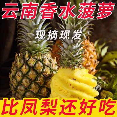 云南香水菠萝现摘现发新鲜应季水果酸甜软糯多汁非凤梨 水果批发