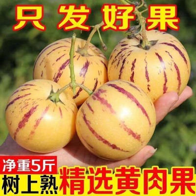 石林云南人参果10斤大果新鲜人叁果水果七彩黄肉人生果包邮5图3