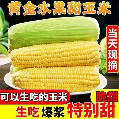 云南新鲜玉米现摘带皮水果甜玉米玉米棒子包谷黄金玉米10斤包邮图2